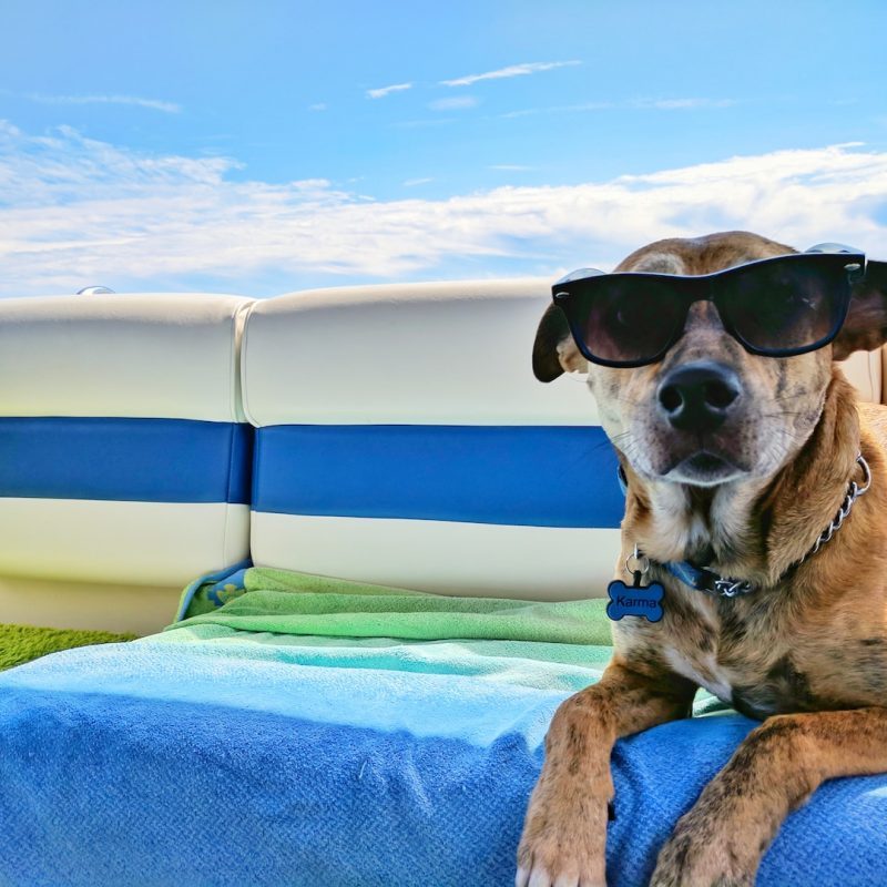 brown dog wearing sunglasses on blue textile